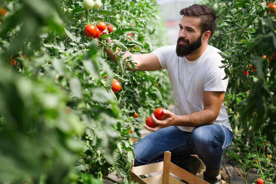 Contrat saisonnier ou intérim ?